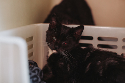 A Joanie thumbnail 3