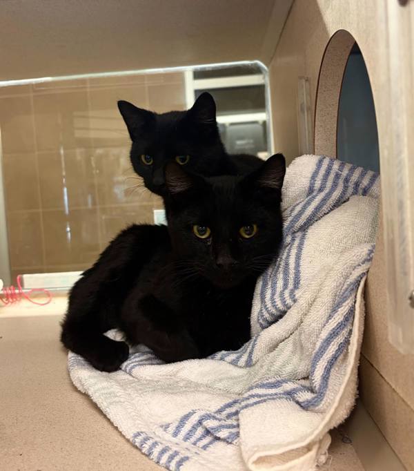 Dennis &amp; Dee thumbnail 3