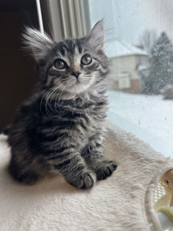 Dg Litter Zara thumbnail 2