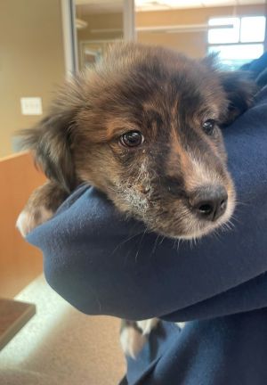 Carmel Macchiato 45518