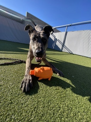 Mr. Bobinsky thumbnail 2