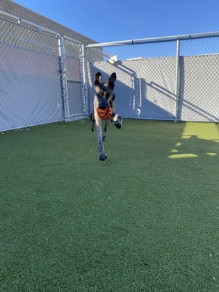 Mr. Bobinsky thumbnail 3