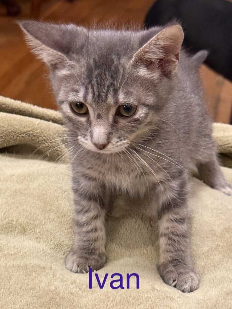 Ivan