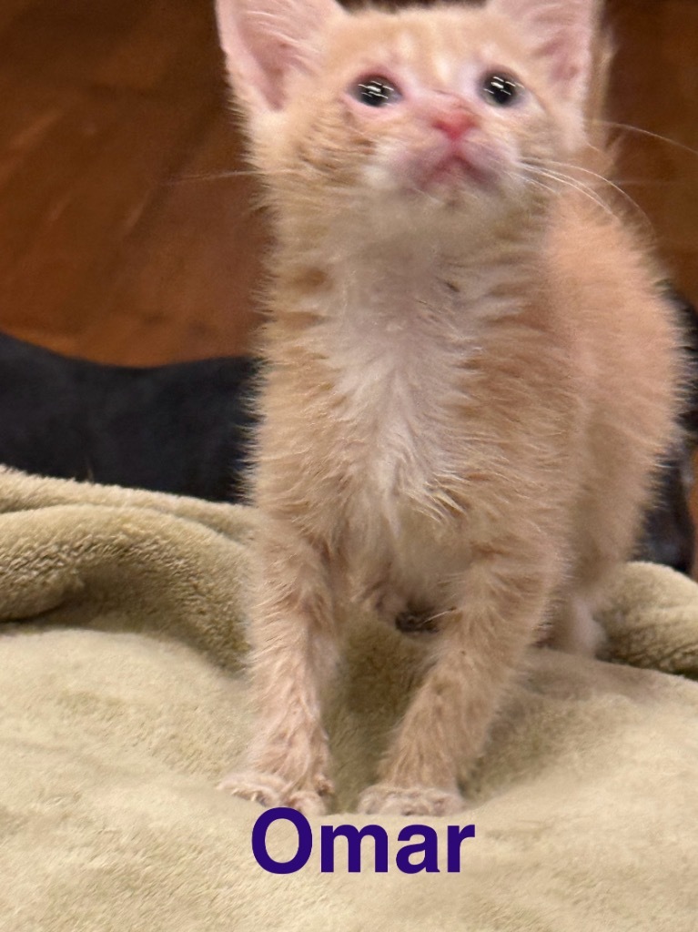 Omar