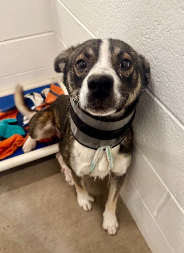 Roadrunner thumbnail 2