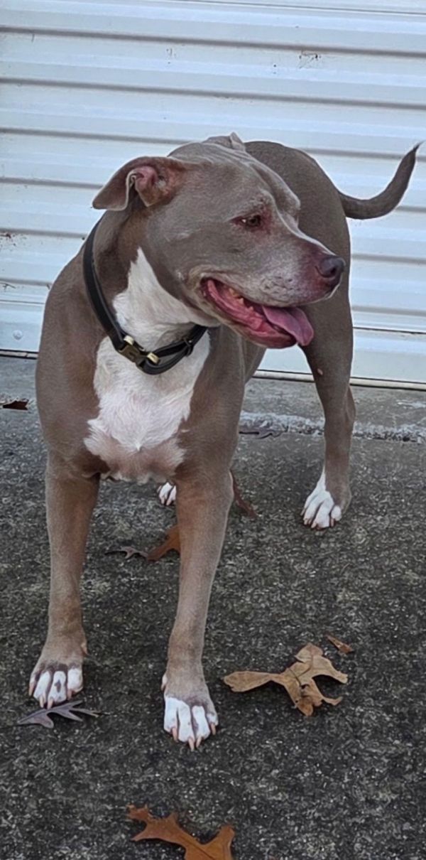 Precious Sweethomelessowner In Nursing