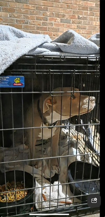 Precious Sweethomelessowner In Nursing thumbnail 2