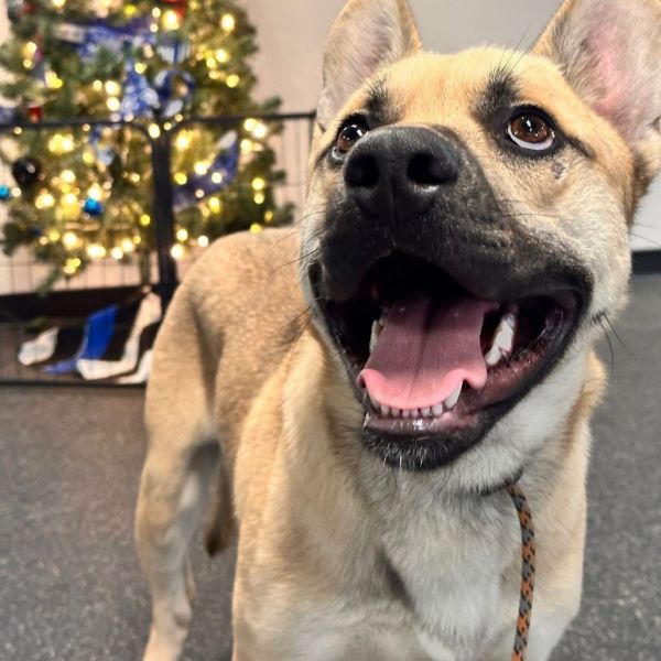 Thackery thumbnail 6