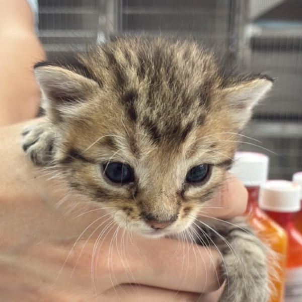 Captain Hook thumbnail 2