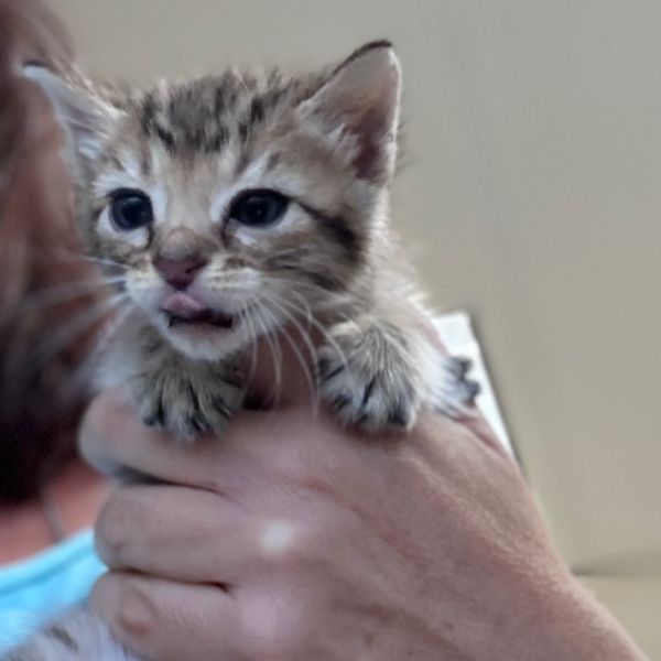 Captain Hook thumbnail 3