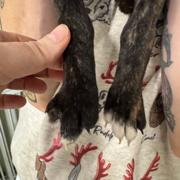 Sugar Plum Fairy thumbnail 2