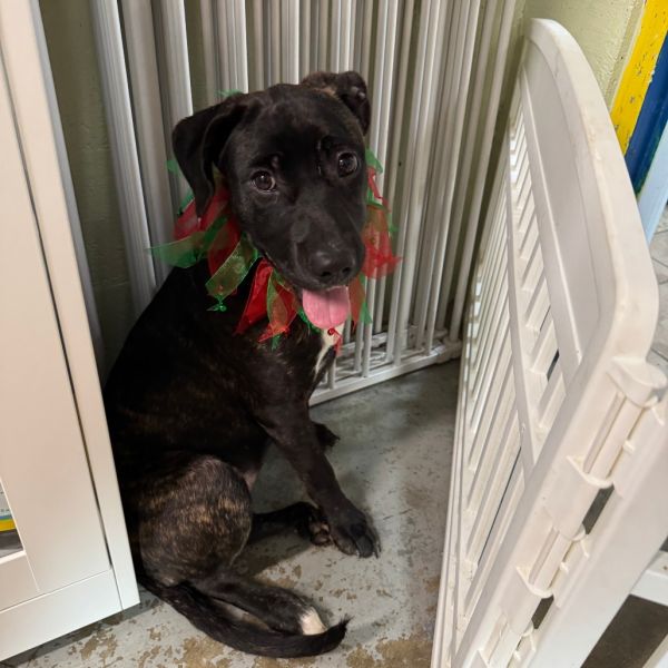 Drizella thumbnail 2