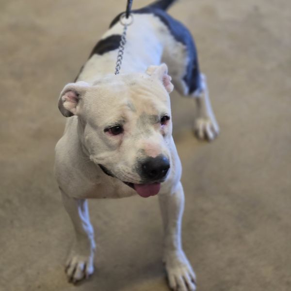 Franklin thumbnail 2