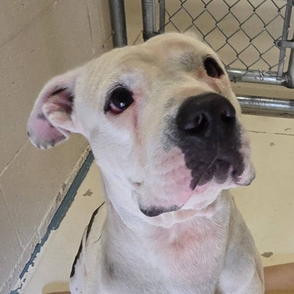 Franklin thumbnail 3