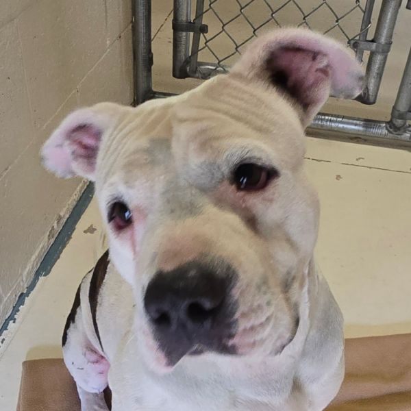 Franklin thumbnail 4