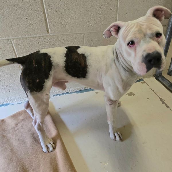 Franklin thumbnail 5