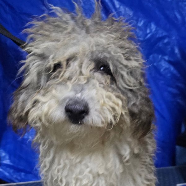 Buttercup thumbnail 2