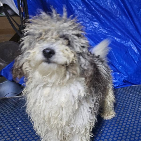 Buttercup thumbnail 3