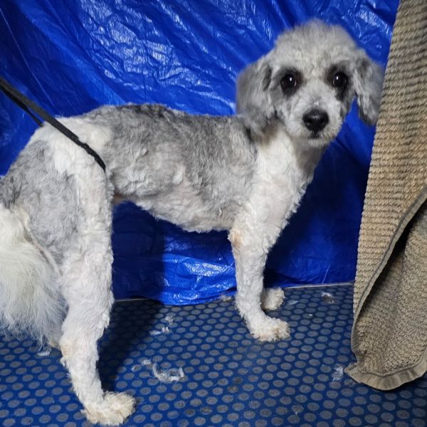 Buttercup thumbnail 4