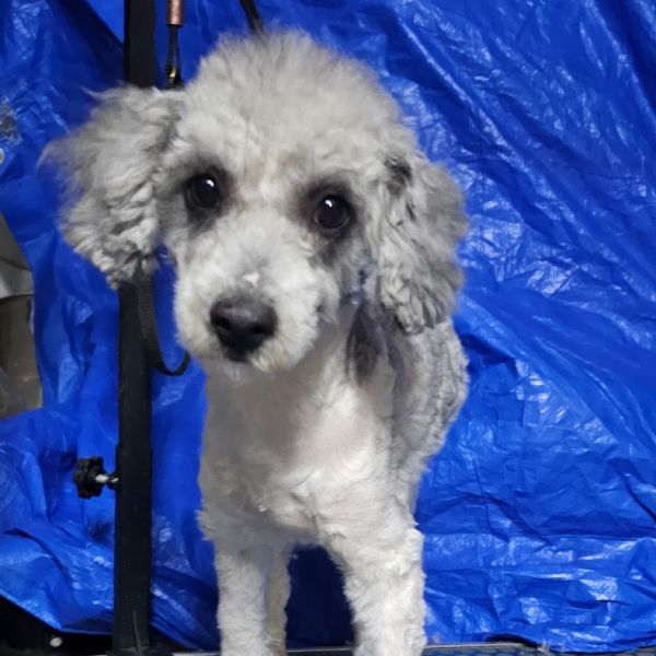 Buttercup thumbnail 5