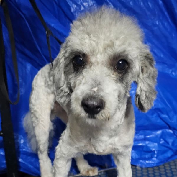 Buttercup thumbnail 6