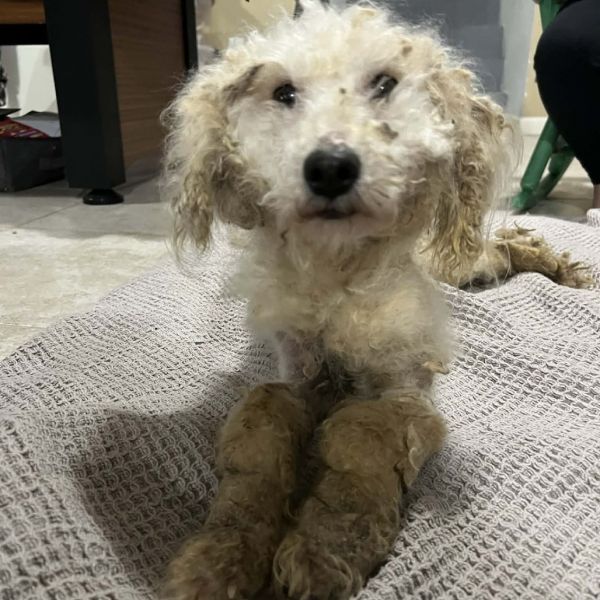 Lambchop thumbnail 2