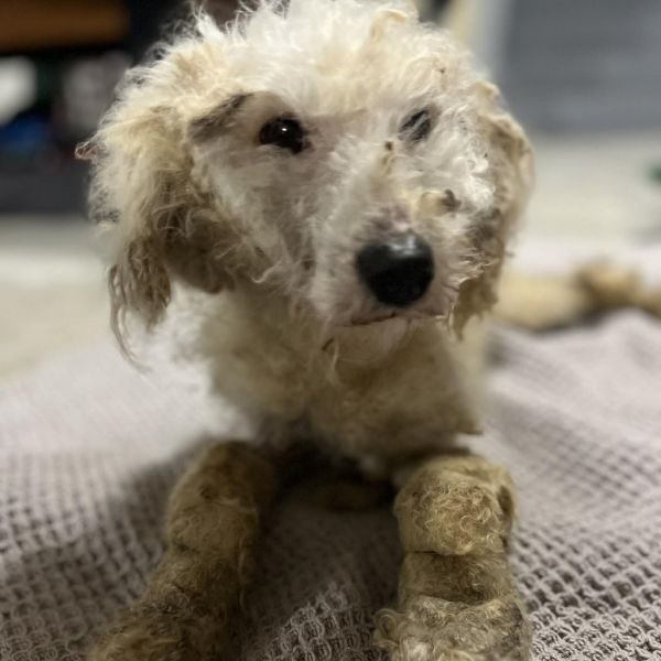 Lambchop thumbnail 3