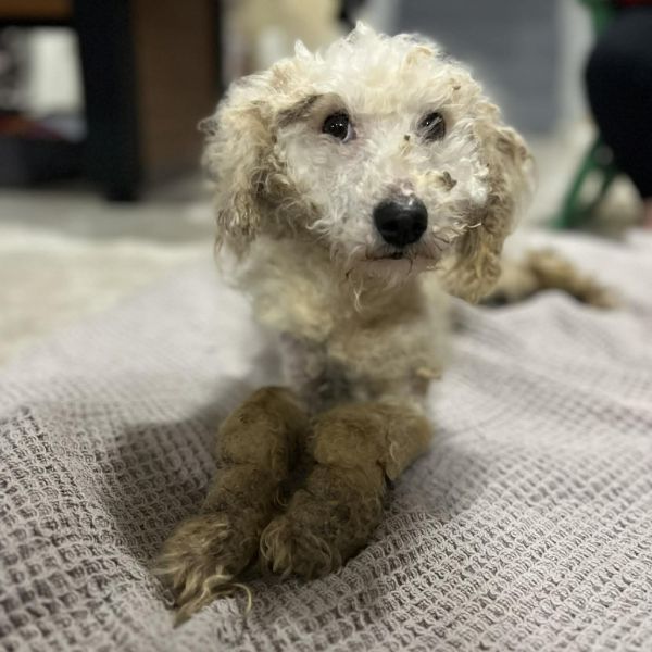 Lambchop thumbnail 5