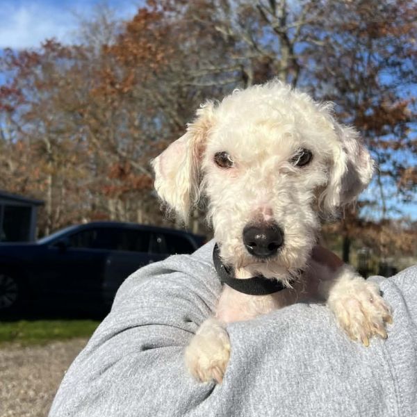 Lambchop thumbnail 6