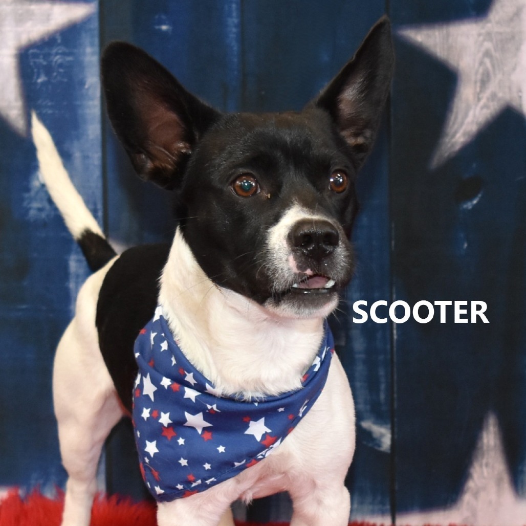 Scooter