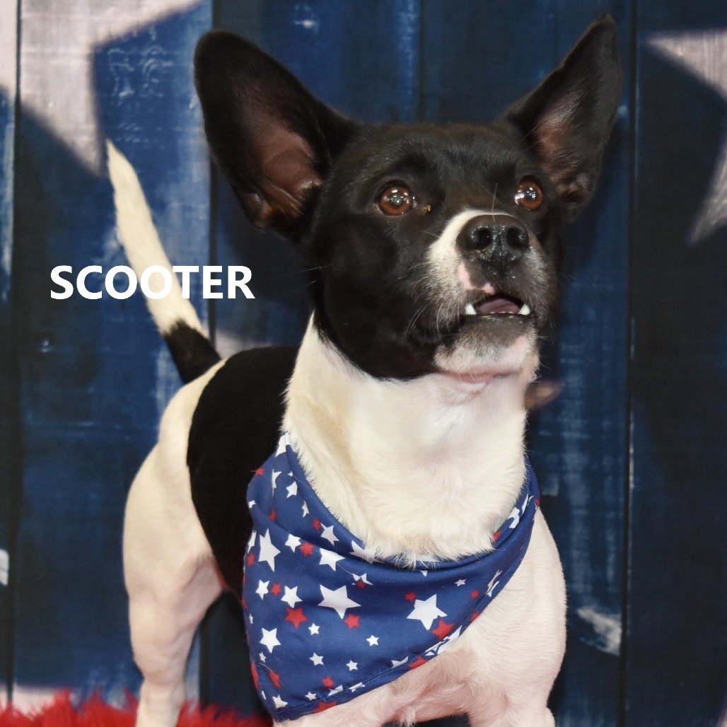 Scooter