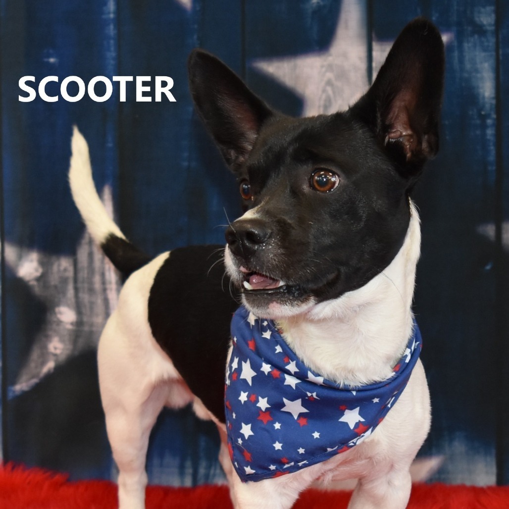 Scooter