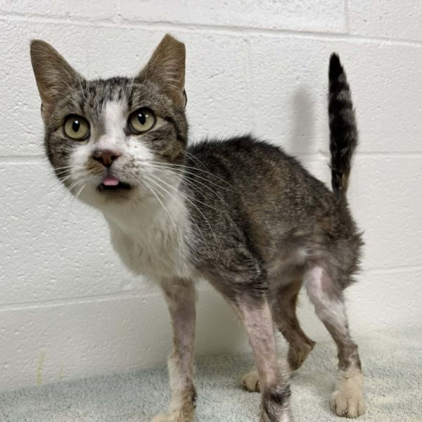 Svasstray thumbnail 2