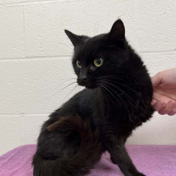 Svasstray thumbnail 2