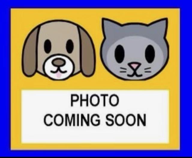 DENVER, an adoptable Burmese in San Antonio, TX, 78227 | Photo Image 1