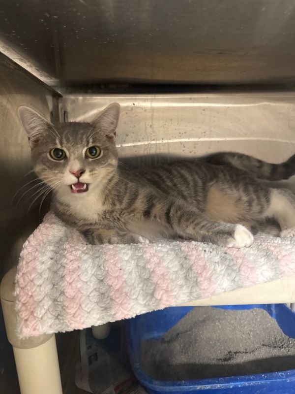 Psychotiger thumbnail 2