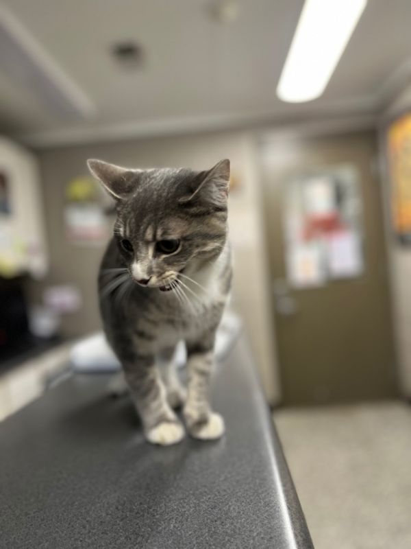 Psychotiger thumbnail 3