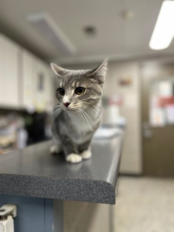 Psychotiger thumbnail 4