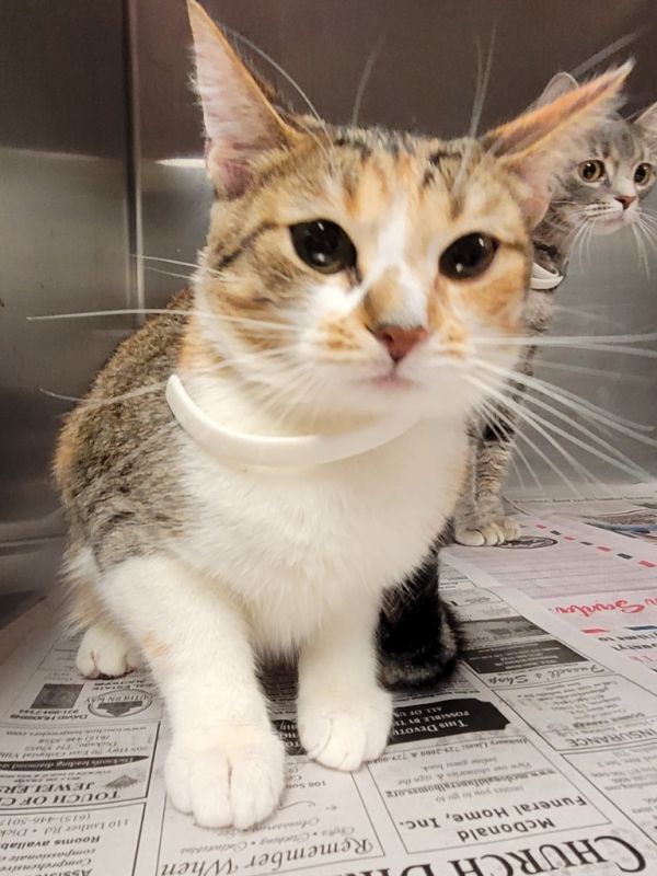 Callie Hardcastle thumbnail 2