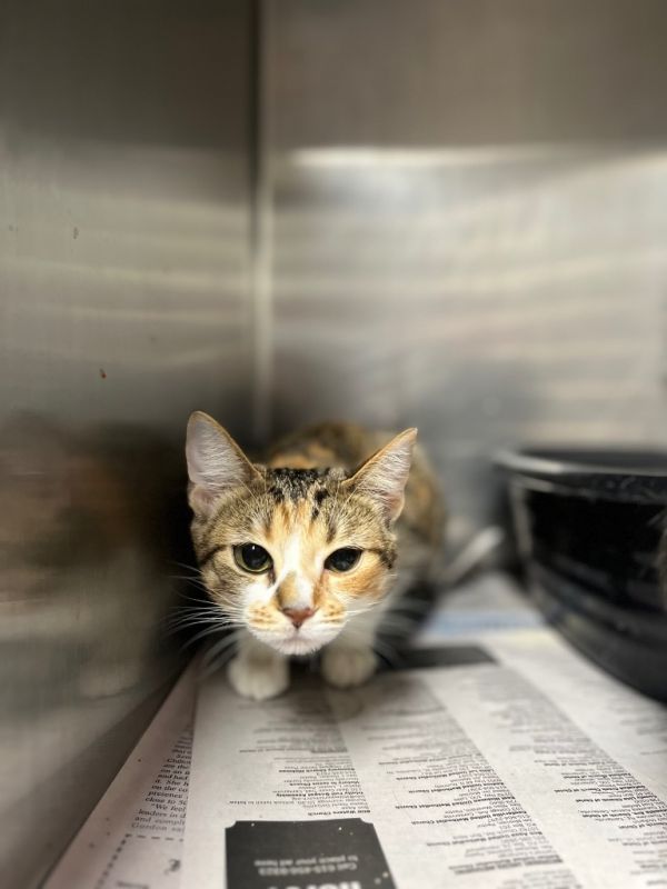 Callie Hardcastle thumbnail 3