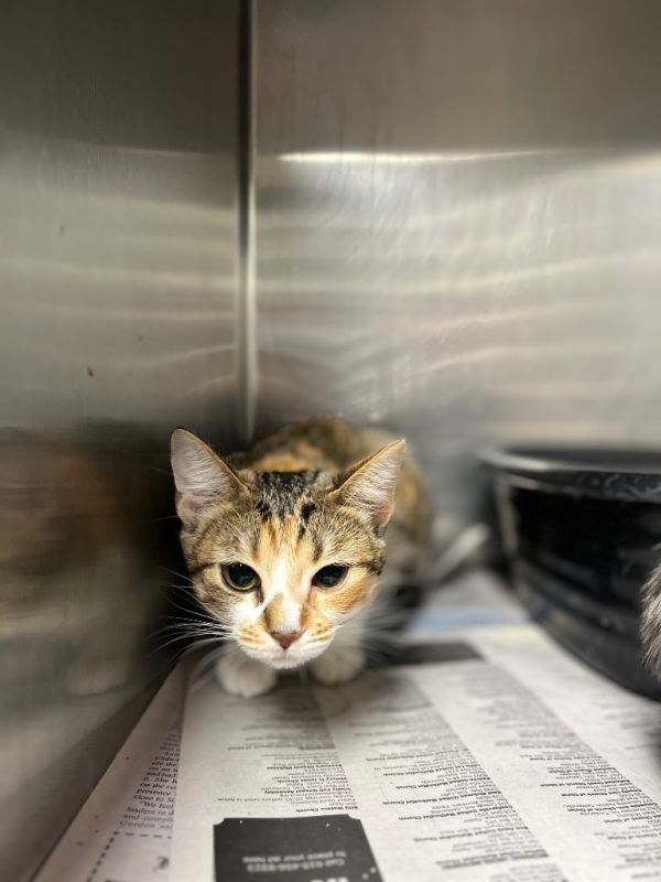 Callie Hardcastle thumbnail 4