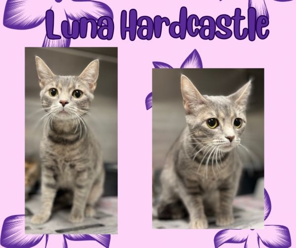 Luna Hardcastle