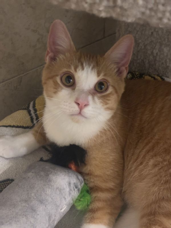 Charlie Ray thumbnail 2