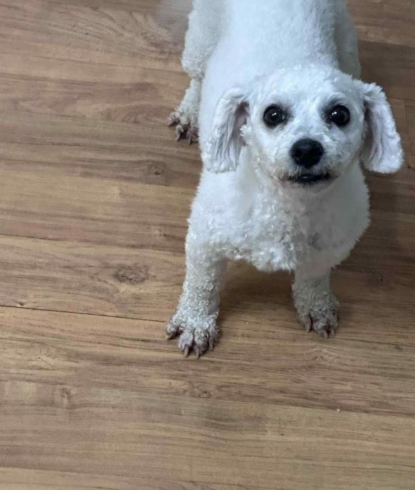 Snowball thumbnail 2