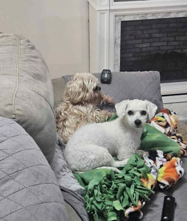 Snowball thumbnail 3