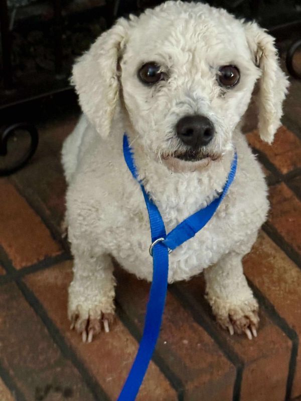 Snowball thumbnail 4