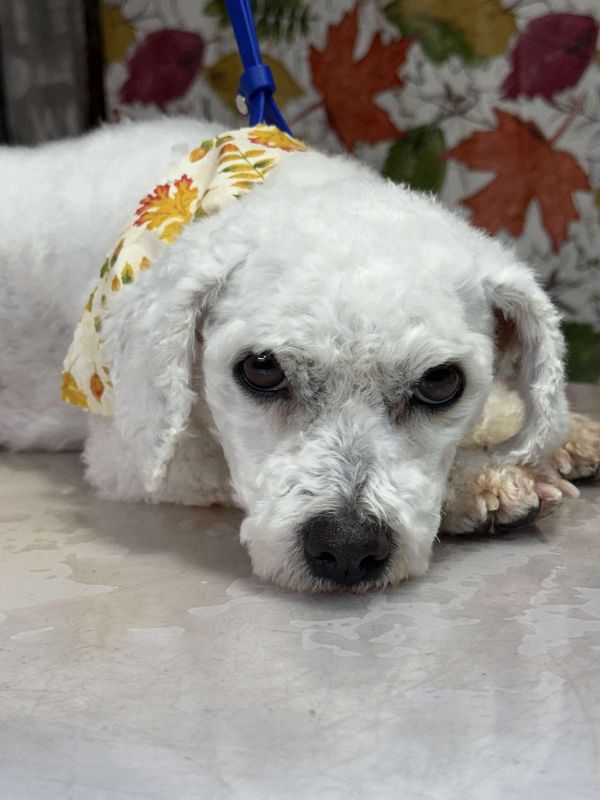 Snowball thumbnail 5