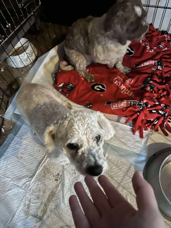 Snowball thumbnail 6