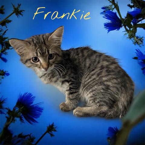 Frankie