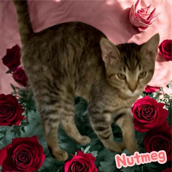 Nutmeg